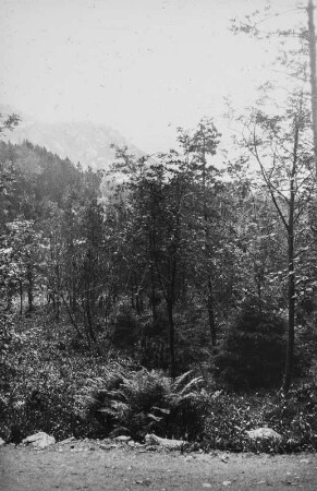 Vegetation (HSDG-Spitzbergenfahrt der Monte Cervantes Leonhardt 1928)