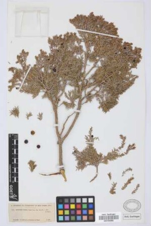 Juniperus cedrus Webb & Berthel.
