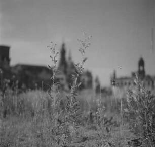 Im Vordergrund eine mit Gras bewachsene Brachfläche, im Hintergrund die Silhouette des Residenzschlosses und rechts des Ständehauses