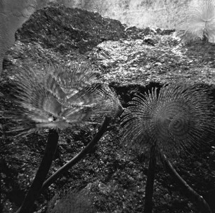 Schraubensabellen im Vivarium der Landessammlungen für Naturkunde.