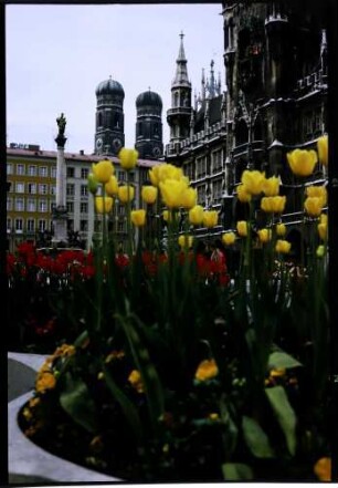 München: Tulpen vor dem Marienplatz, Hintergrund Frauentürme