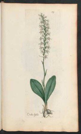 379. Orchis bifolia