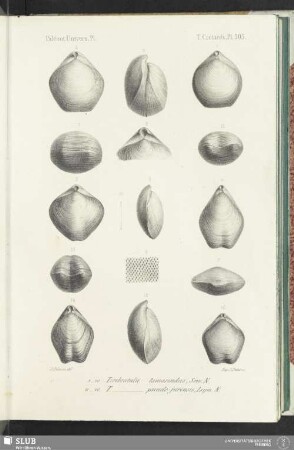 Pl. 505