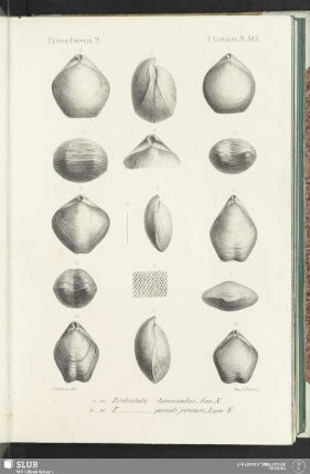 Pl. 505