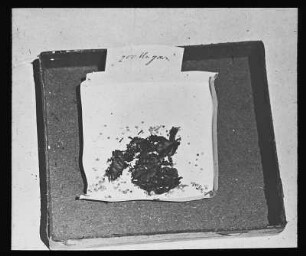 Seidenraupenzucht. Pappkäfig für die Eiablage des Seidenspinners, auch Maulbeerspinner (Bombyx mori) genannt
