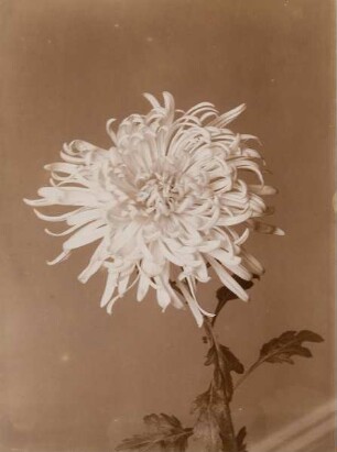 Chrysantheme