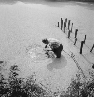 Binsen und Wasserlinsen. Mann in einem mit Wasserlinsen bedeckten Gewässer