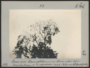 Baumwollbaum in Douala : Blick in die Baumkrone eines Baumwollbaumes, teilbelaubt, aufgenommen aus Untersicht