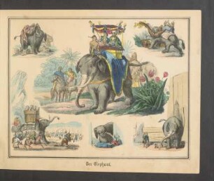 Tafel: Der Elephant.