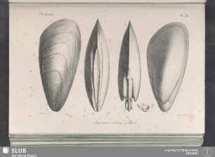 Pl. 335