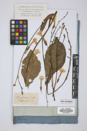 Nicotiana petiolaris