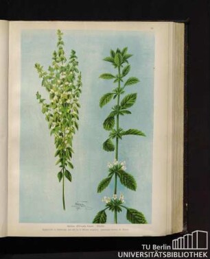 Melissa officinalis Linné. Melisse.