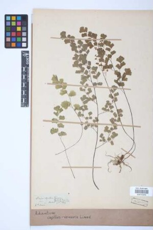 Adiantum capillus-veneris L.