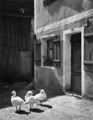 Tiere. Gänse auf einem Bauernhof