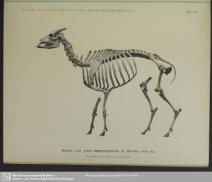 Skelet von Anoa depressicornis (H. Shmith) mas. ad.