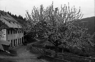 Schlegelhof mit Blütenbaum