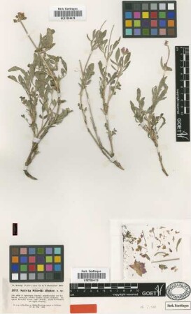 Salvia shielii Boiss. [type]