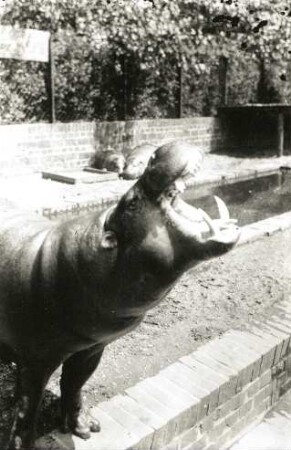 Leipzig. Zoologischer Garten. Zwergflusspferd (Choeropsis liberiensis oder Hexaprotodon liberiensis). Freigehege am Dickhäuterhaus