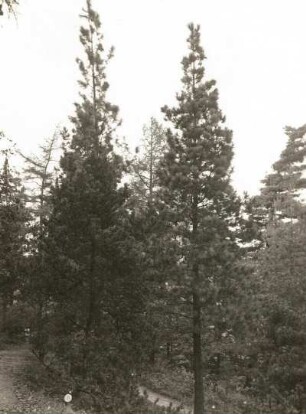 Tharandt. Forstgarten. Gelb-Kiefer (Pinus ponderosa) und Bergkiefer (Pinus mugo)