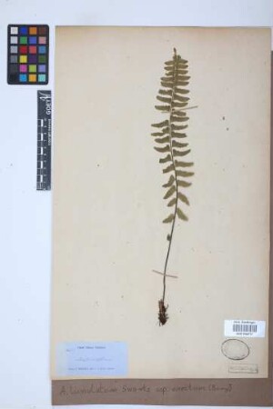 Asplenium lunulatum var. erectum (Bory ex Willd.) Baker