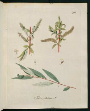 Salix vitellina L.