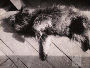 Schlafender Hund