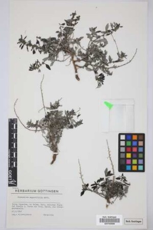 Forsskaolea angustifolia Retz.