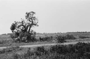Landschaft : Blick über eine ebene Landschaft mit Vegetation