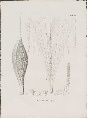 Tab. 93. Maximiliana regia