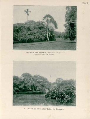 Tafel 1.: 1. Der Baum der Reisenden. 2. Der See im Botanischen Garten von Singapore