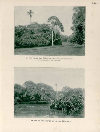 Tafel 1.: 1. Der Baum der Reisenden. 2. Der See im Botanischen Garten von Singapore