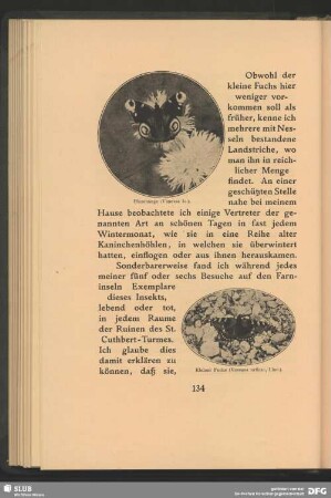 Kleiner Fuchs, Vanessa urticae, Linn.