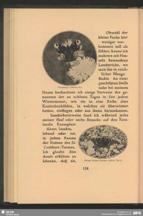 Kleiner Fuchs, Vanessa urticae, Linn.