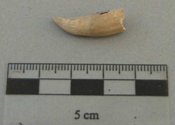 Animal tooth