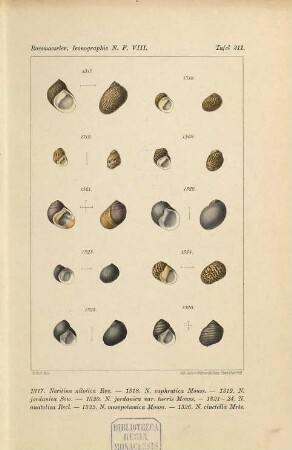 Iconographie der Land- und Süsswasser-Mollusken : mit vorzügl. Berücksichtigung d. europäischen noch nicht abgebildeten Arten. Tafelbd., NF, 8. 1898