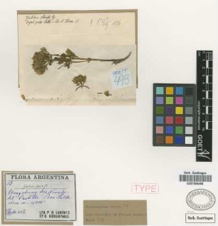 Gentiana florida Griseb. [syntype]