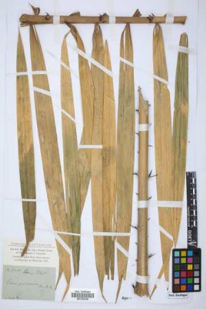 Calamus geminispinus H.Wendl.
