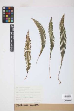 Blechnum spicant (L.) F.W.Weiss
