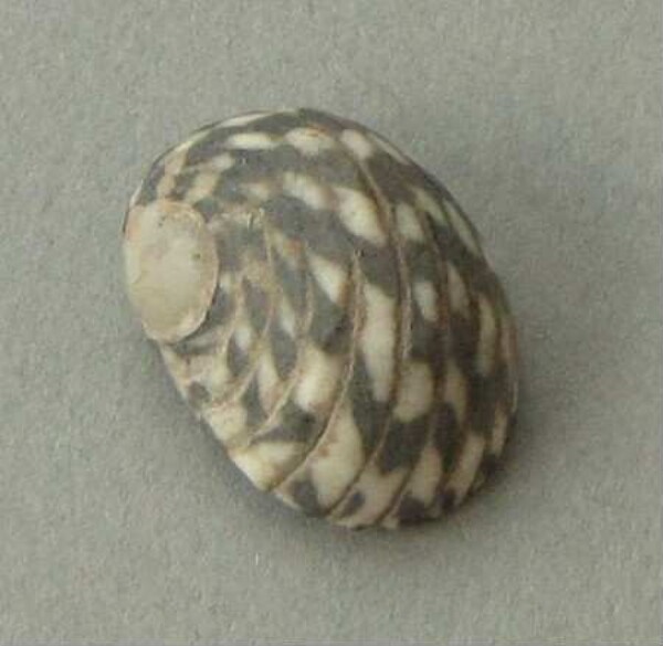 Snail shell as a pendant