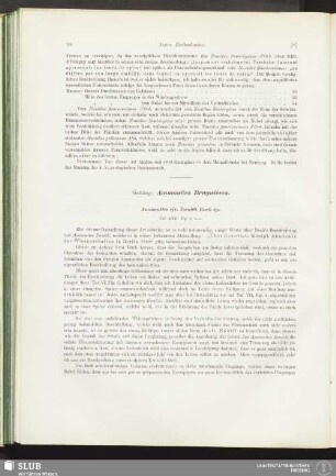 Gattung: Ammonites Bruguières