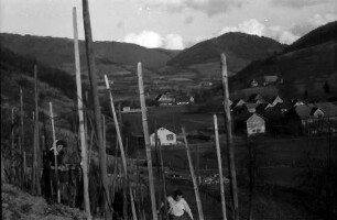 Glottertal: Blick durch Weinstöcke ins Glottertal