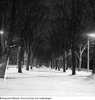 Stübelallee (Nachtaufnahme)