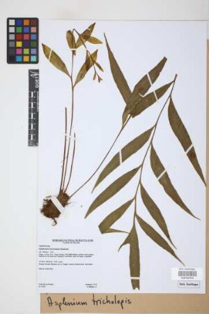 Asplenium tricholepis Rosenst.
