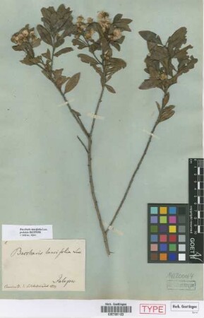 Baccharis lancifolia Less. [type]