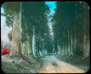 Road to Nikko : Nikkō, Japan. Cryptomeria-Allee (Zedernallee) auf dem Weg nach Nikkō (wohl in Imaichi)