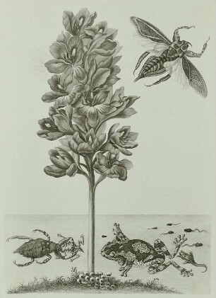 Metamorphisis Insectorum Surinamensium