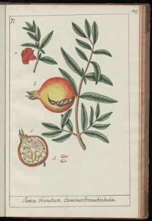 71. Punica Granatum. Gemeiner Granatenbaum
