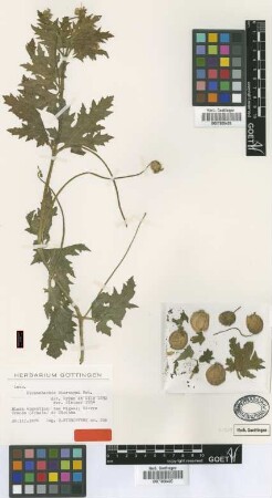 Blumenbachia hieronymi Urb. [type]