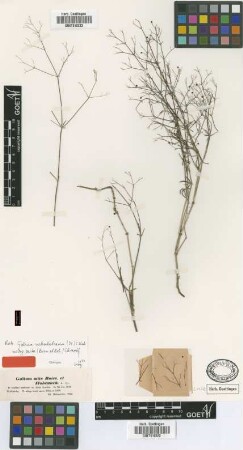 Galium mite Boiss. & Hohen. [isotype]
