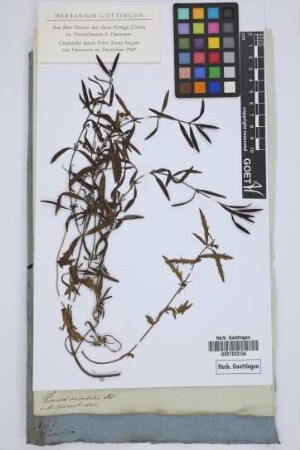 Veronica orientalis Ait.